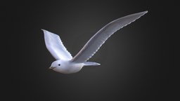 Ivory gull