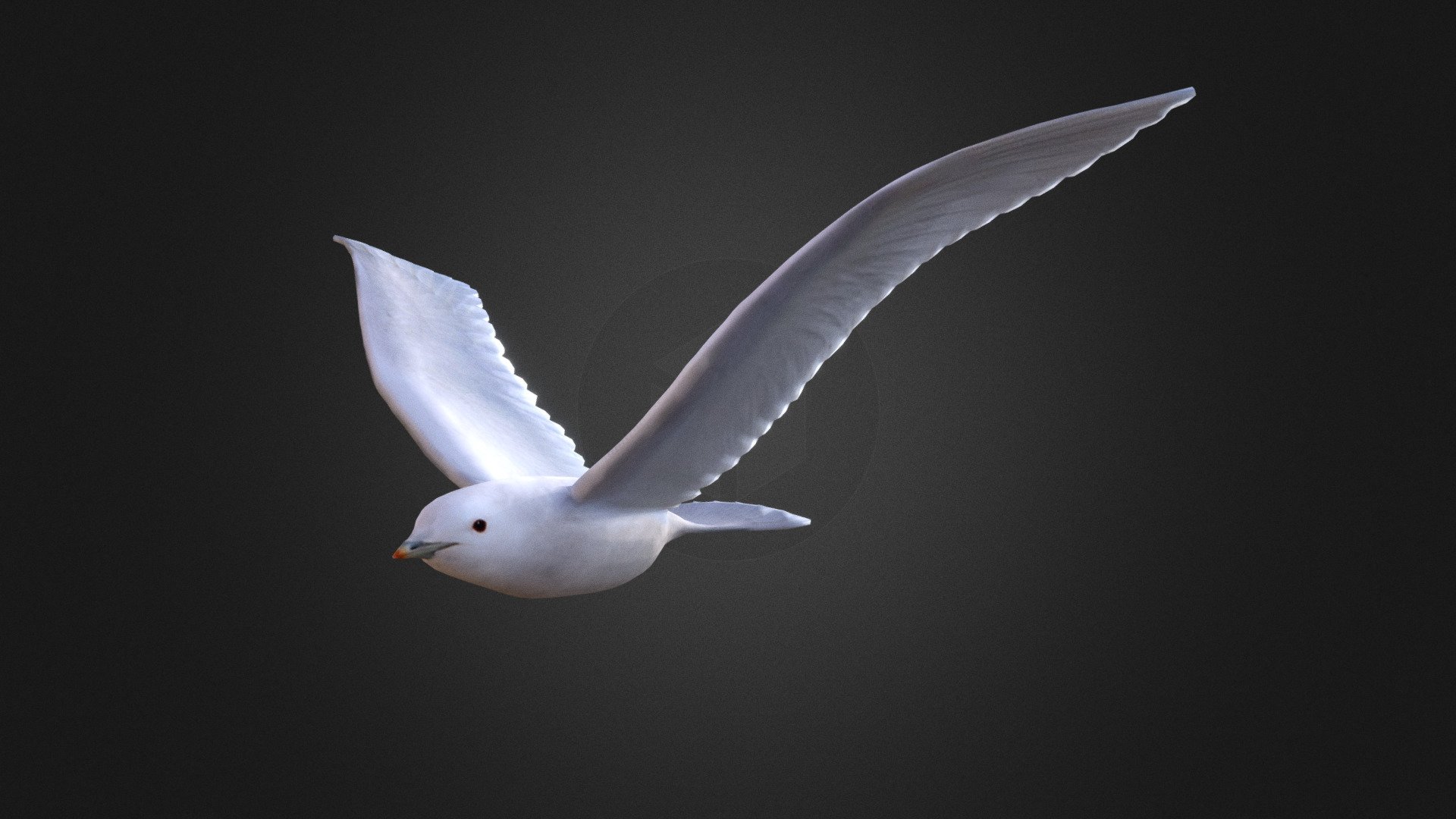 Ivory gull 3d model