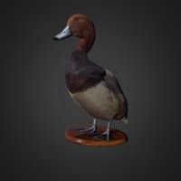 Redhead Duck