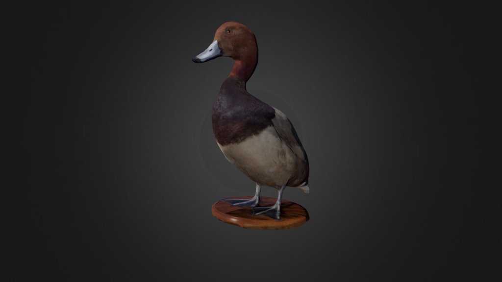 Redhead Duck 3d model