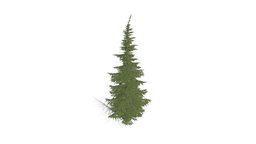 Realistic HD Mountain hemlock (7/43)