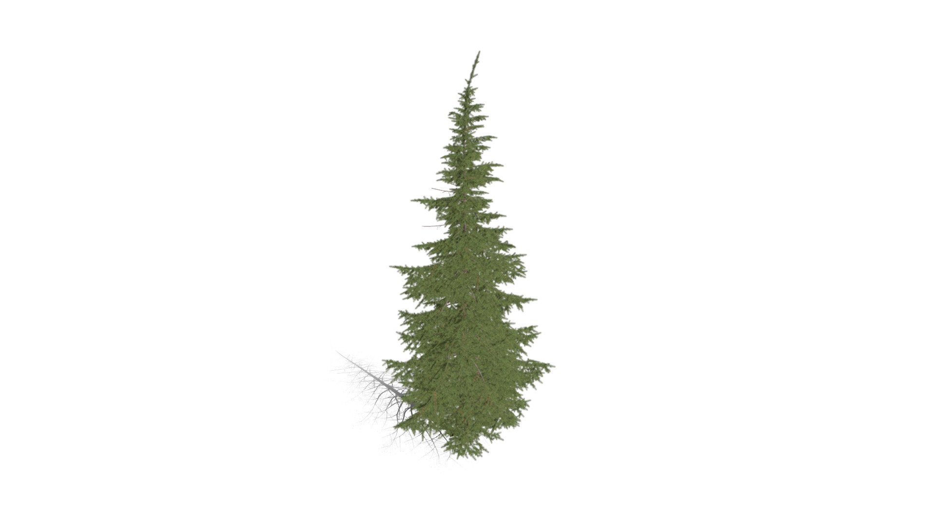 Realistic HD Mountain hemlock (7/43) 3d model