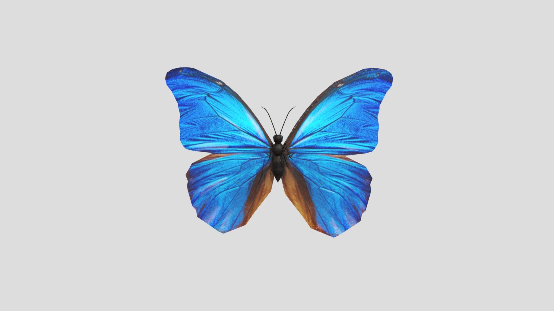 Butterfly 3d model