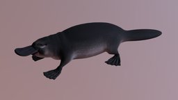 Platypus