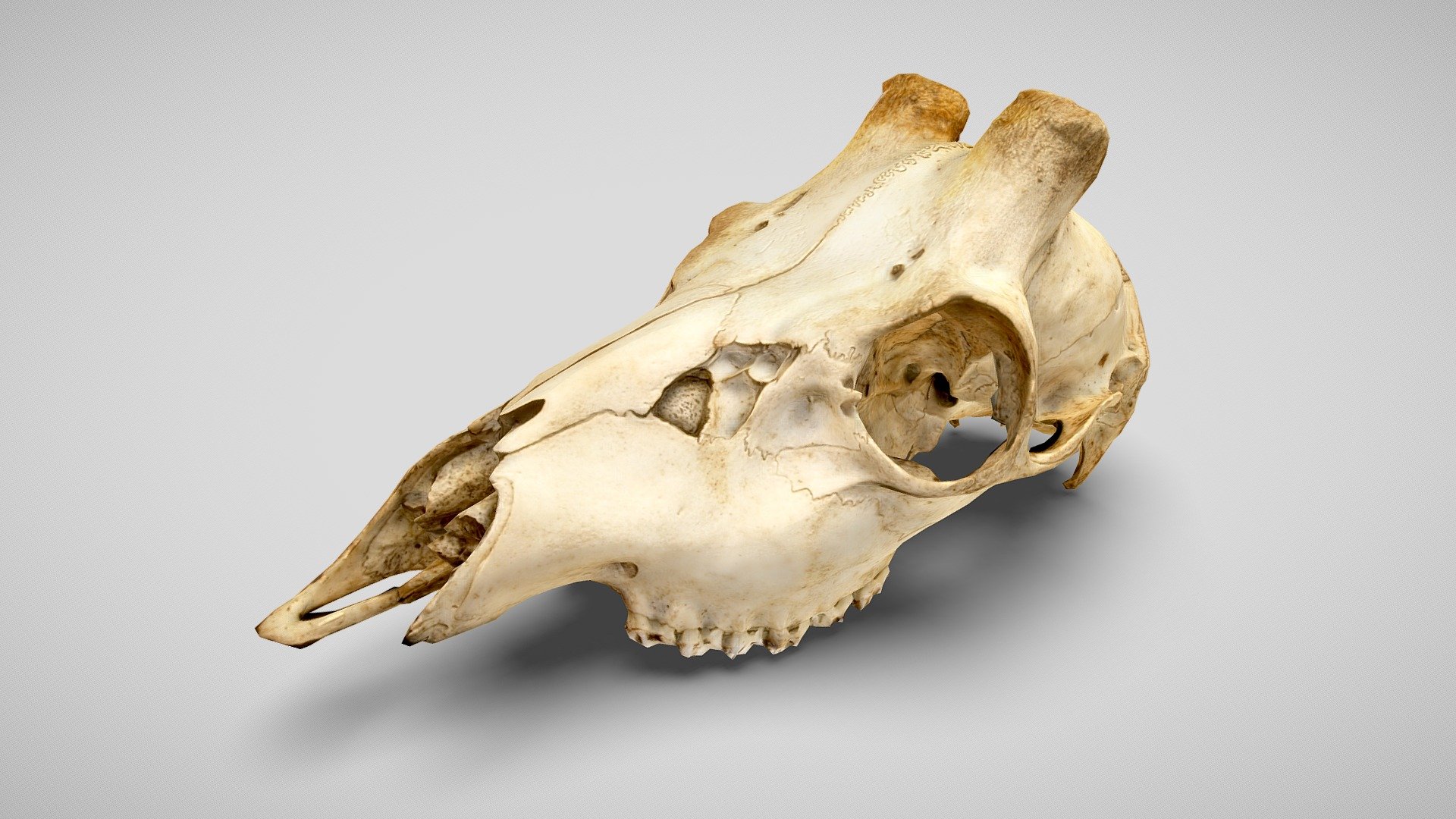 Roe Deer Skull | Low Poly 3d model