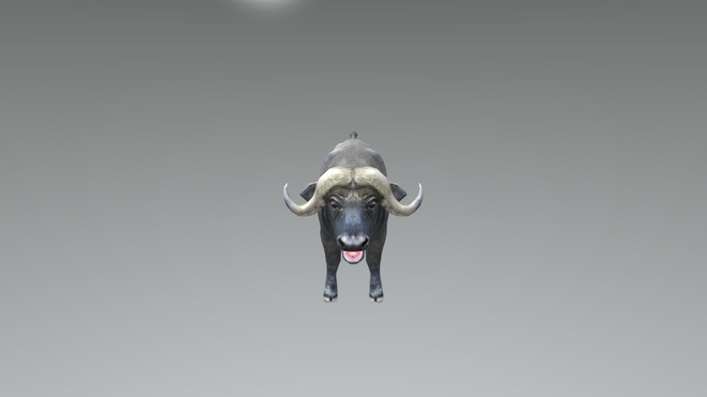 Buffalo High Poly 3d model