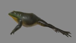 Realistic American Bullfrog