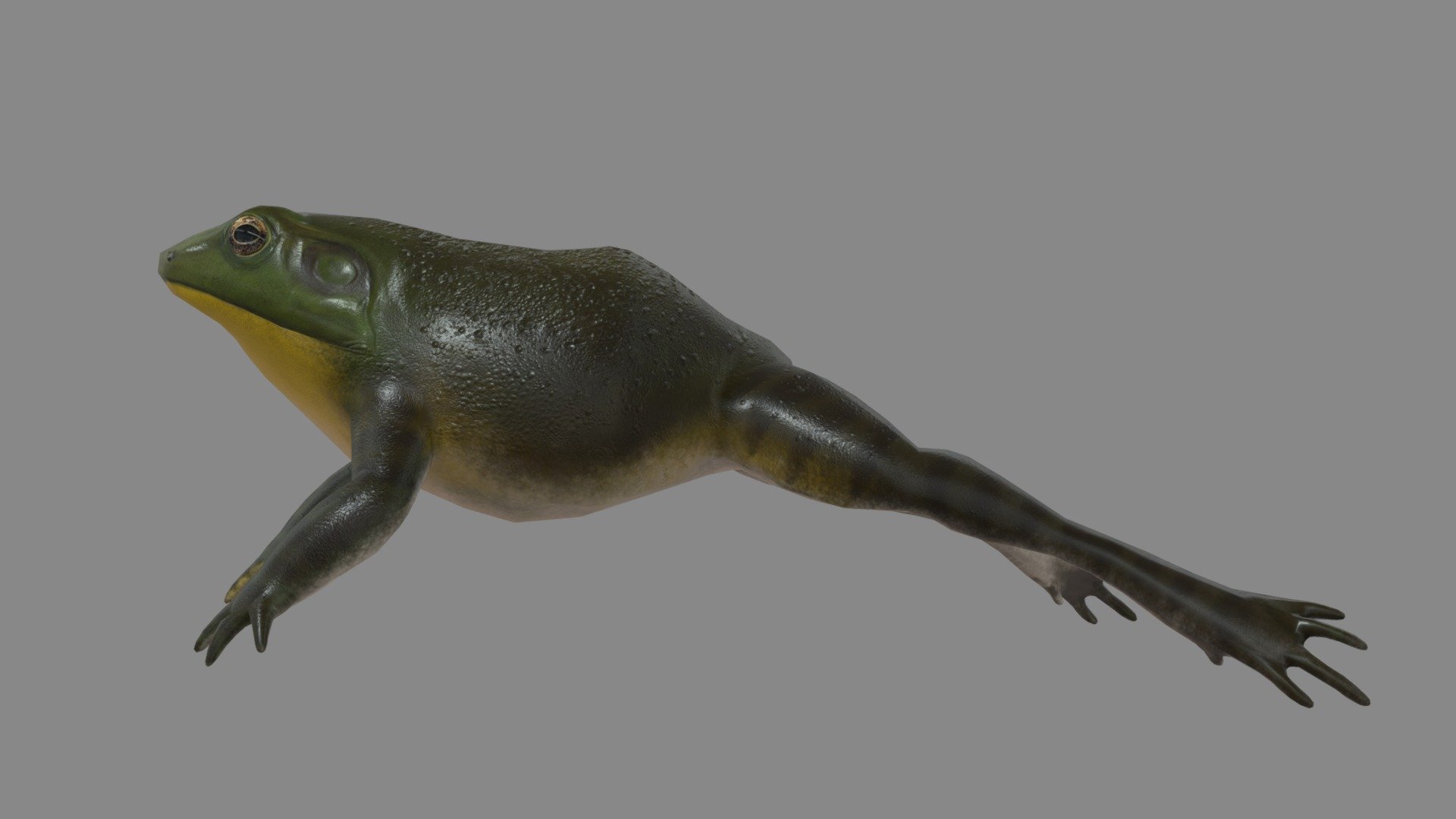 Realistic American Bullfrog 3d model