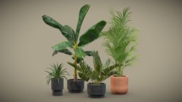 Indoor Plants Pack 43