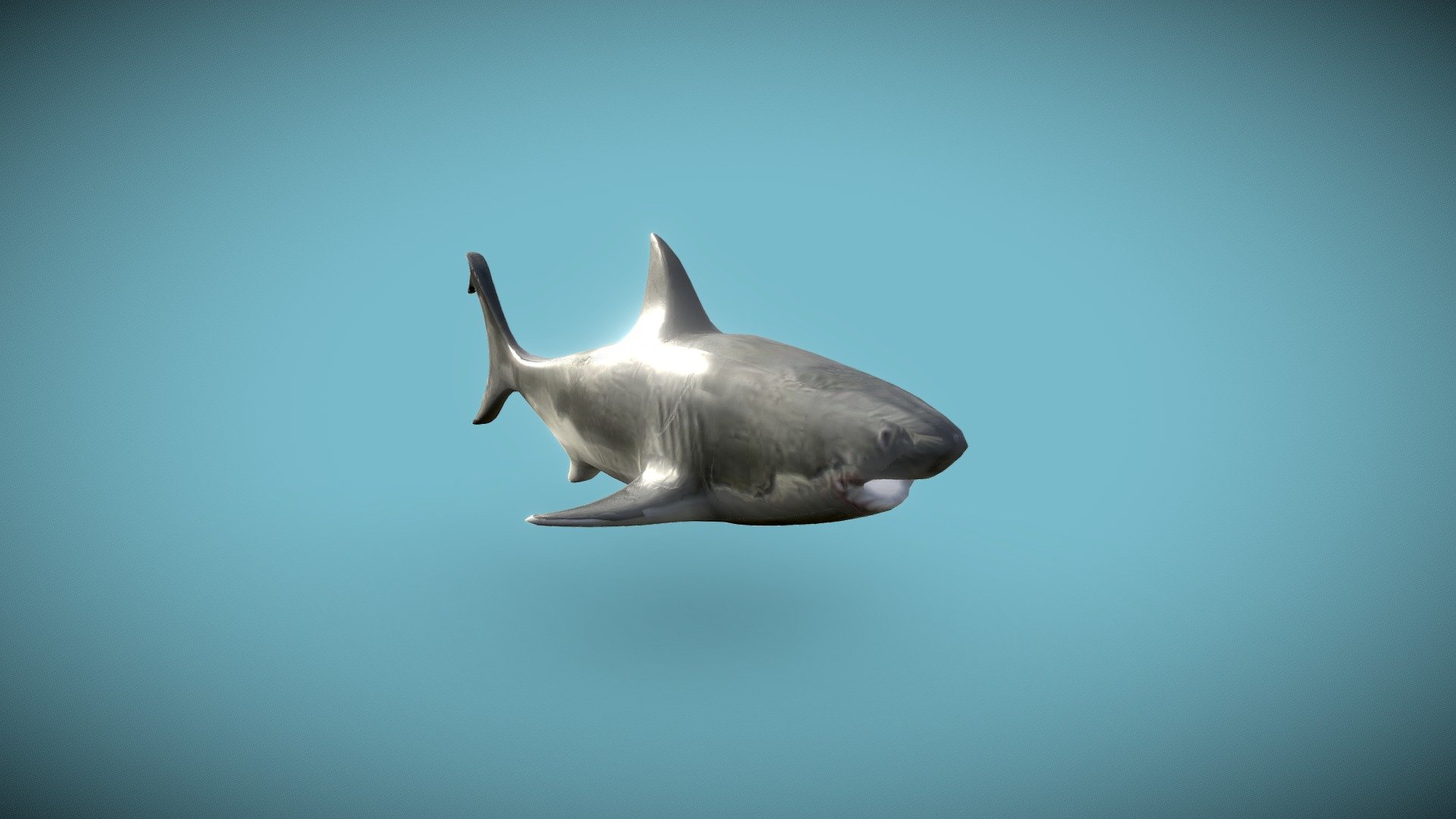 Shark 🦈 3d model