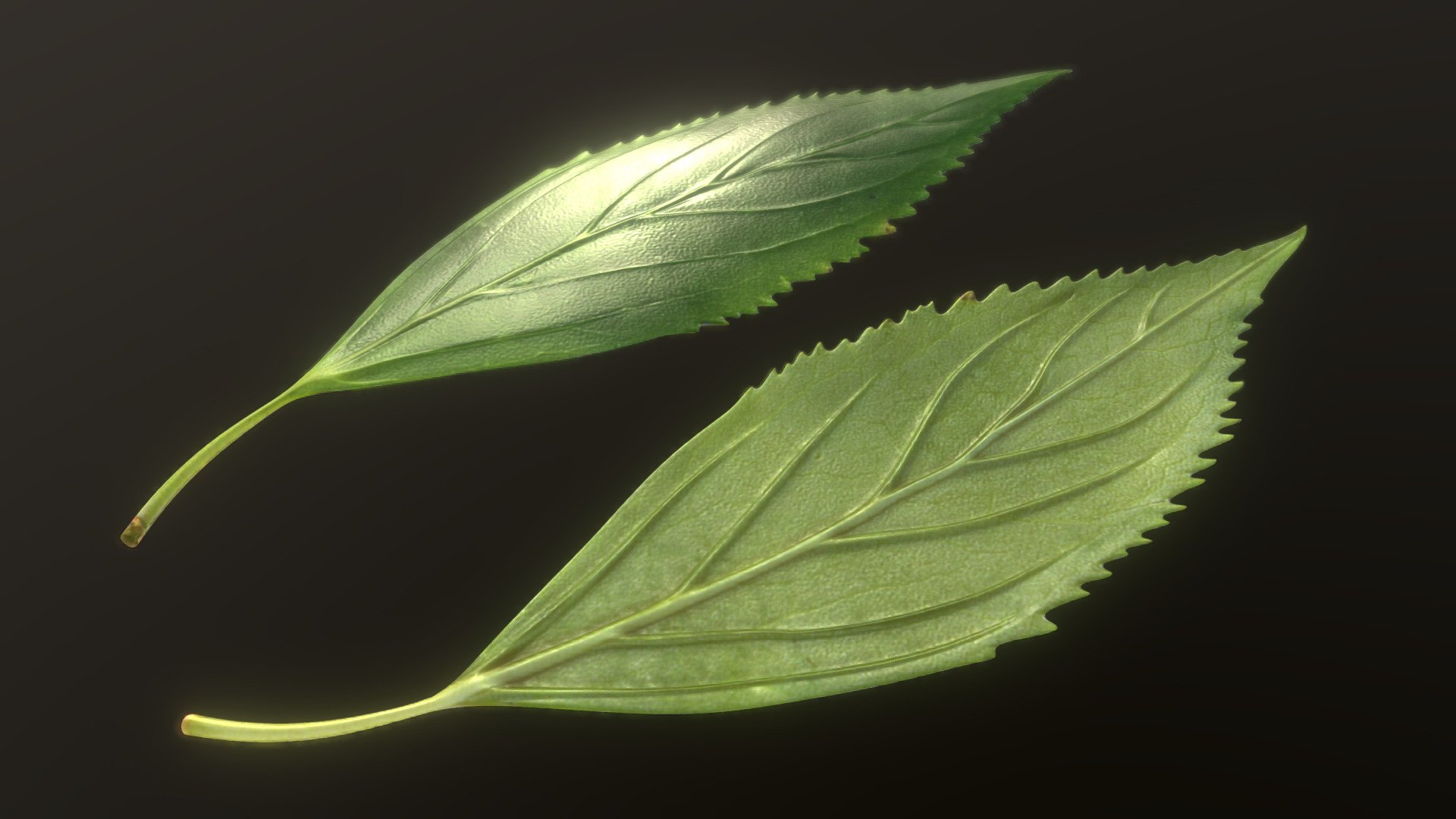 Forsythia Leaves 3d model