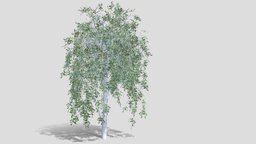 Birch tree background