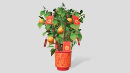 Kumquat Tree