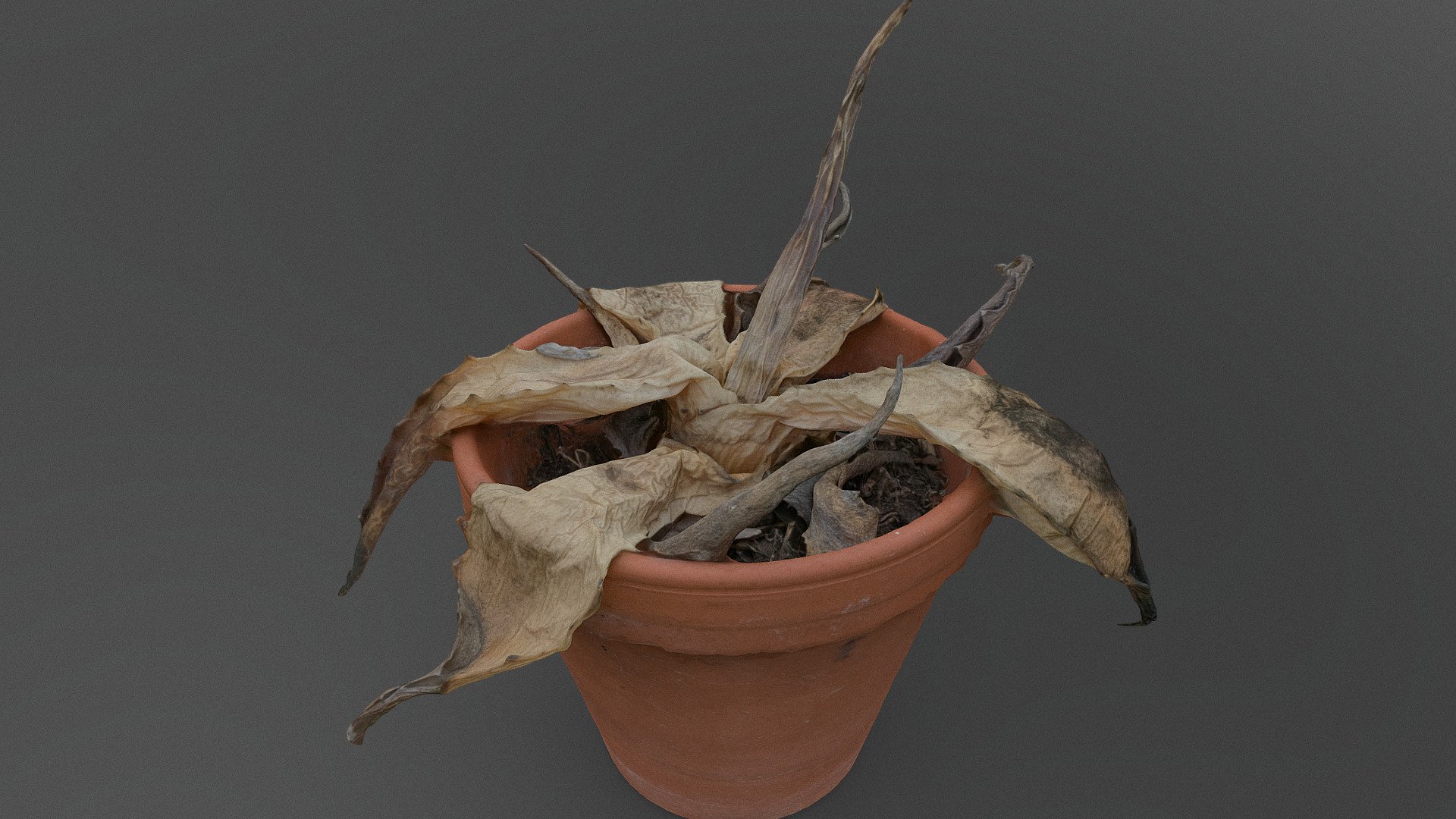 Dead agave cactus 3d model