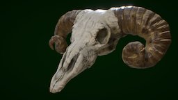 Ram Skull