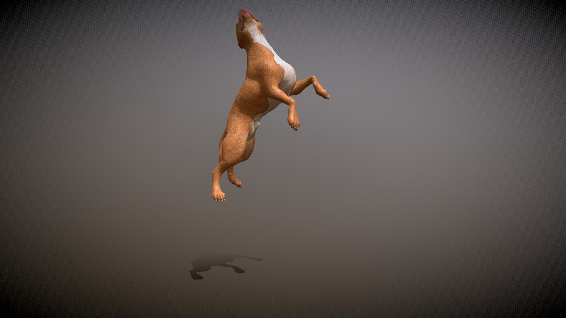 pit bull_rigged_animated 3d model