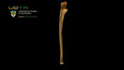 Ulna droite / Right ulna