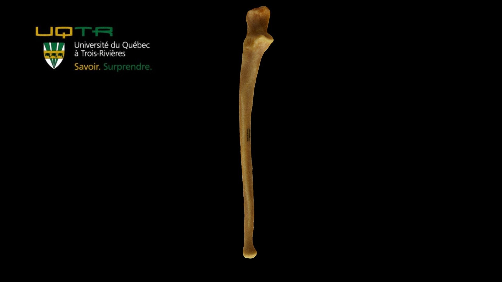 Ulna droite / Right ulna 3d model