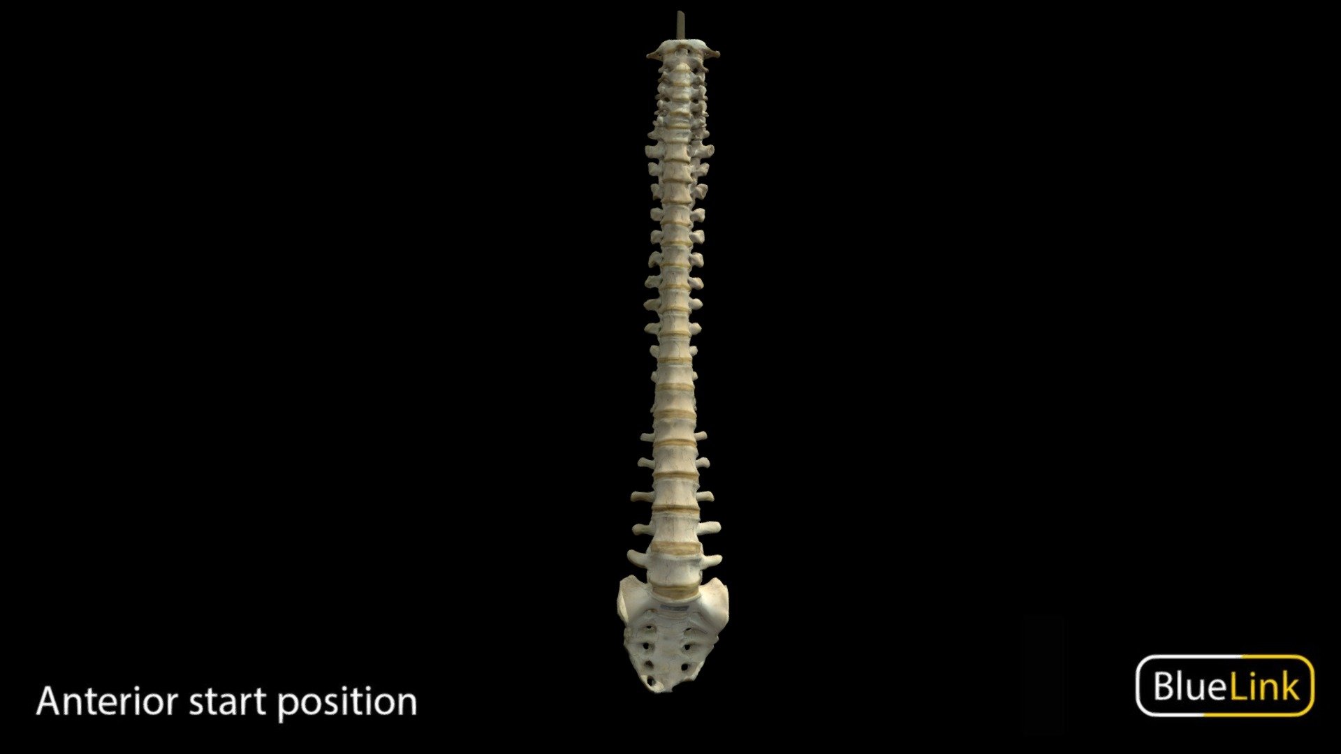 Spinal Column 3d model