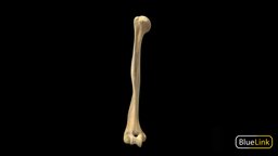 Humerus