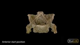 Skeletonized Pelvis