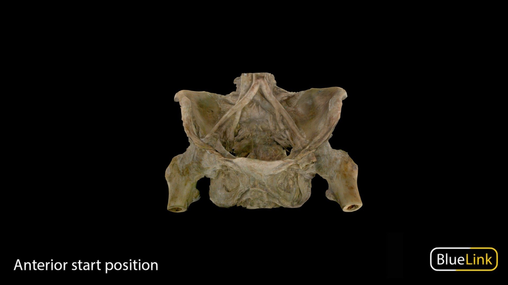 Skeletonized Pelvis 3d model