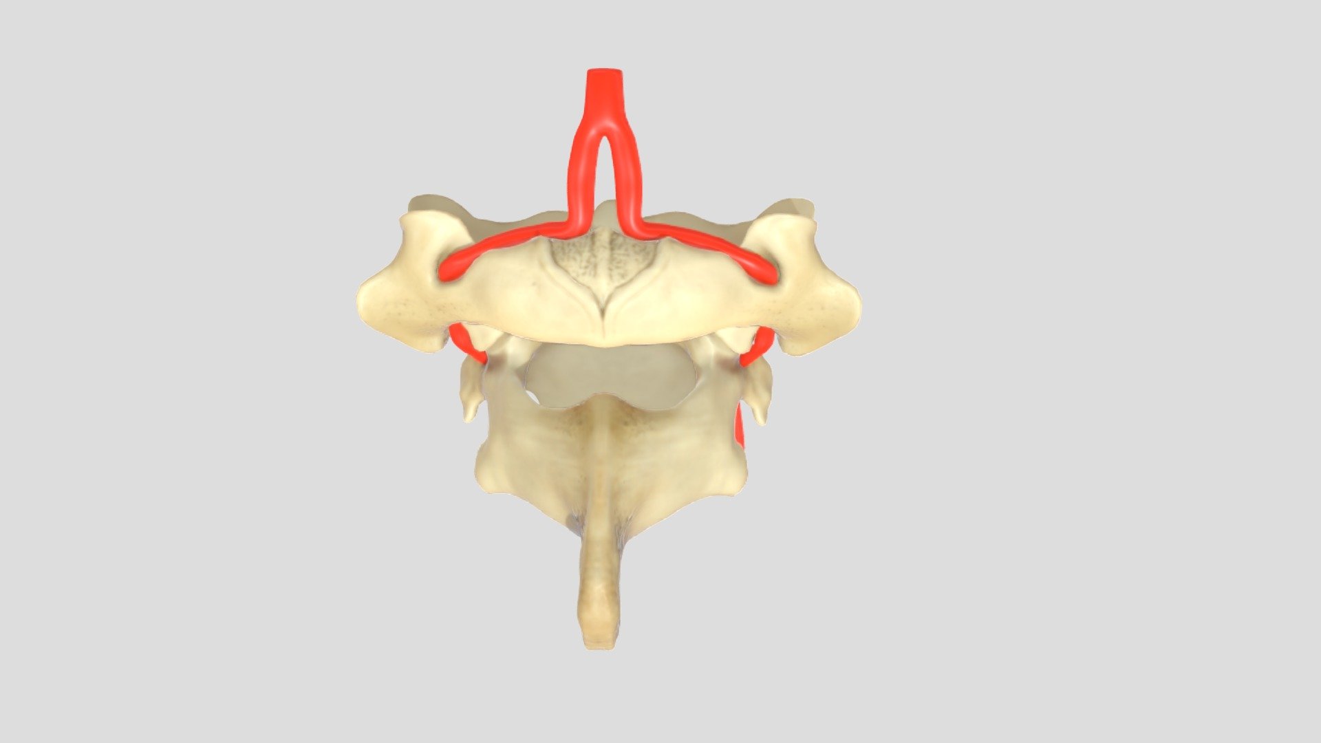 The Atlas and Axis of Rattus norvegicus 3d model