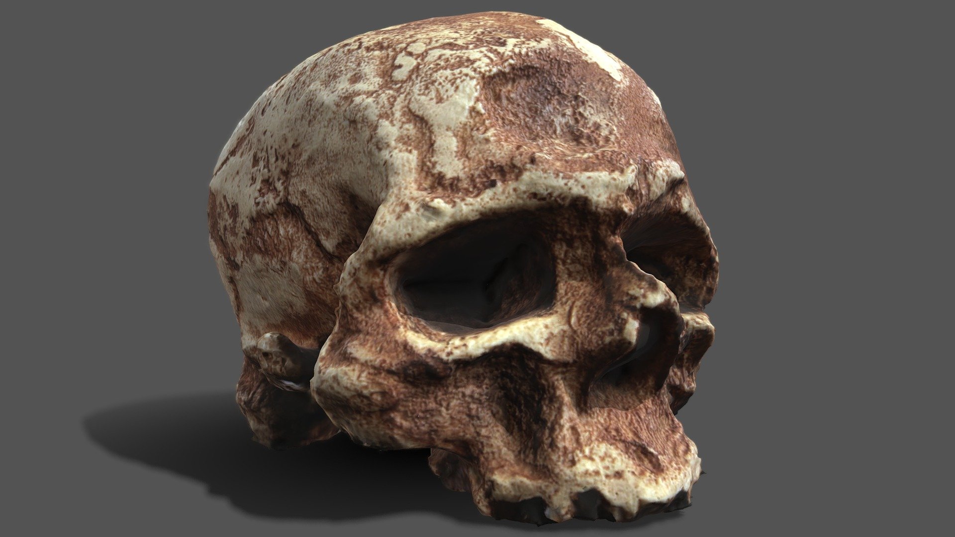 Real Cromagnion Skull 3d model