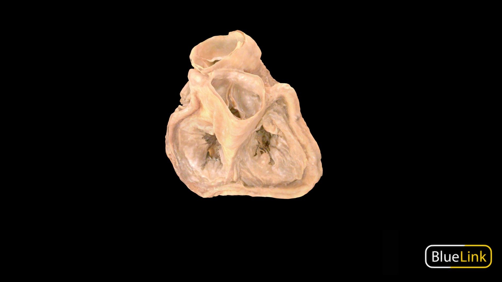 Heart Valves 3d model