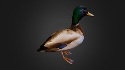 Duck