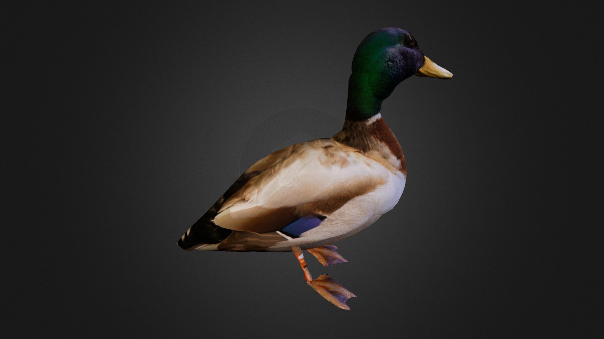 Duck 3d model