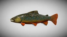 Fish | Rainbow Trout