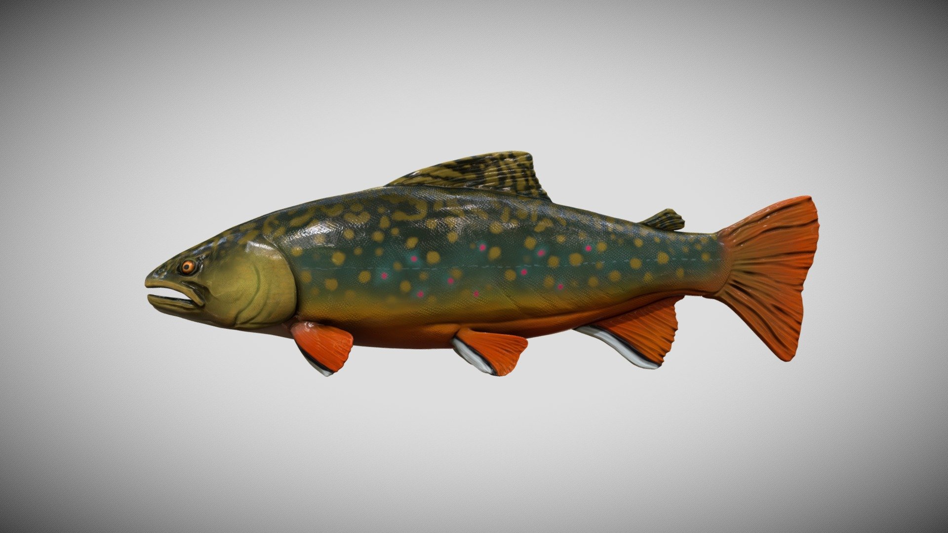 Fish | Rainbow Trout 3d model