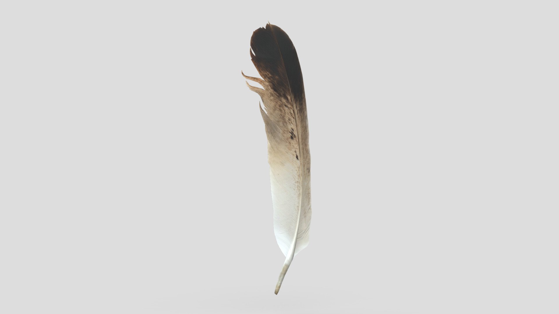 Feather 3d model