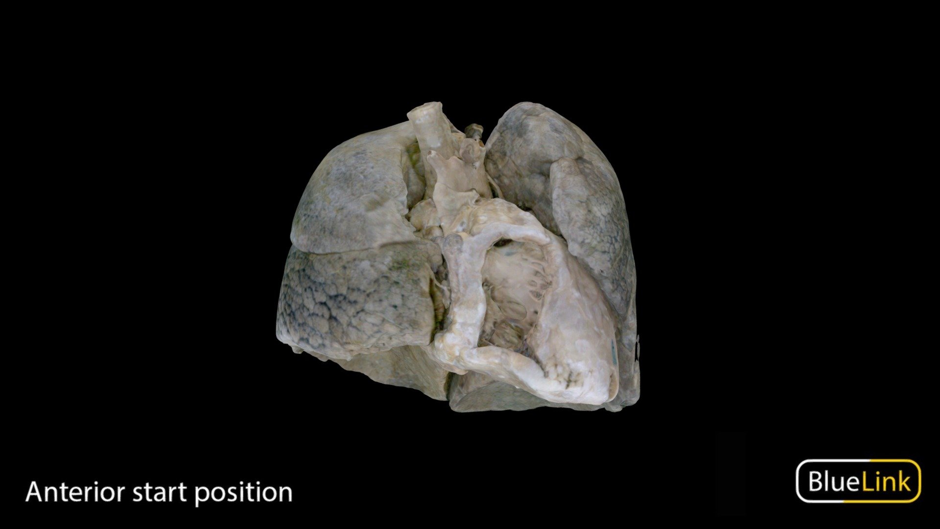 Lungs with heart 3d model