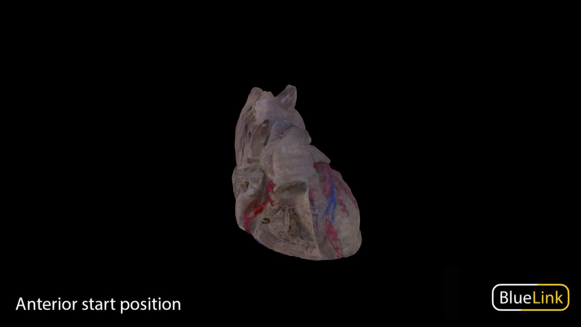 Heart 3d model