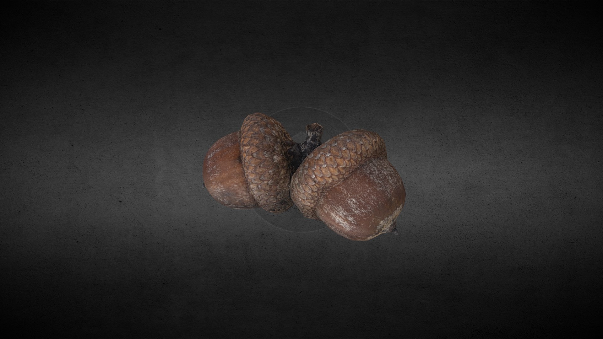 Acorn 3d model