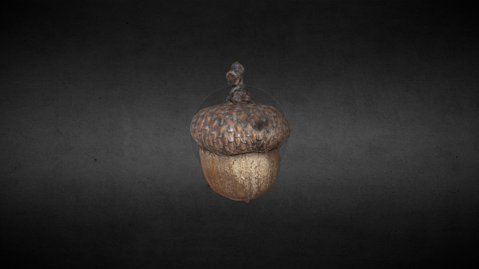 Acorn 3d model