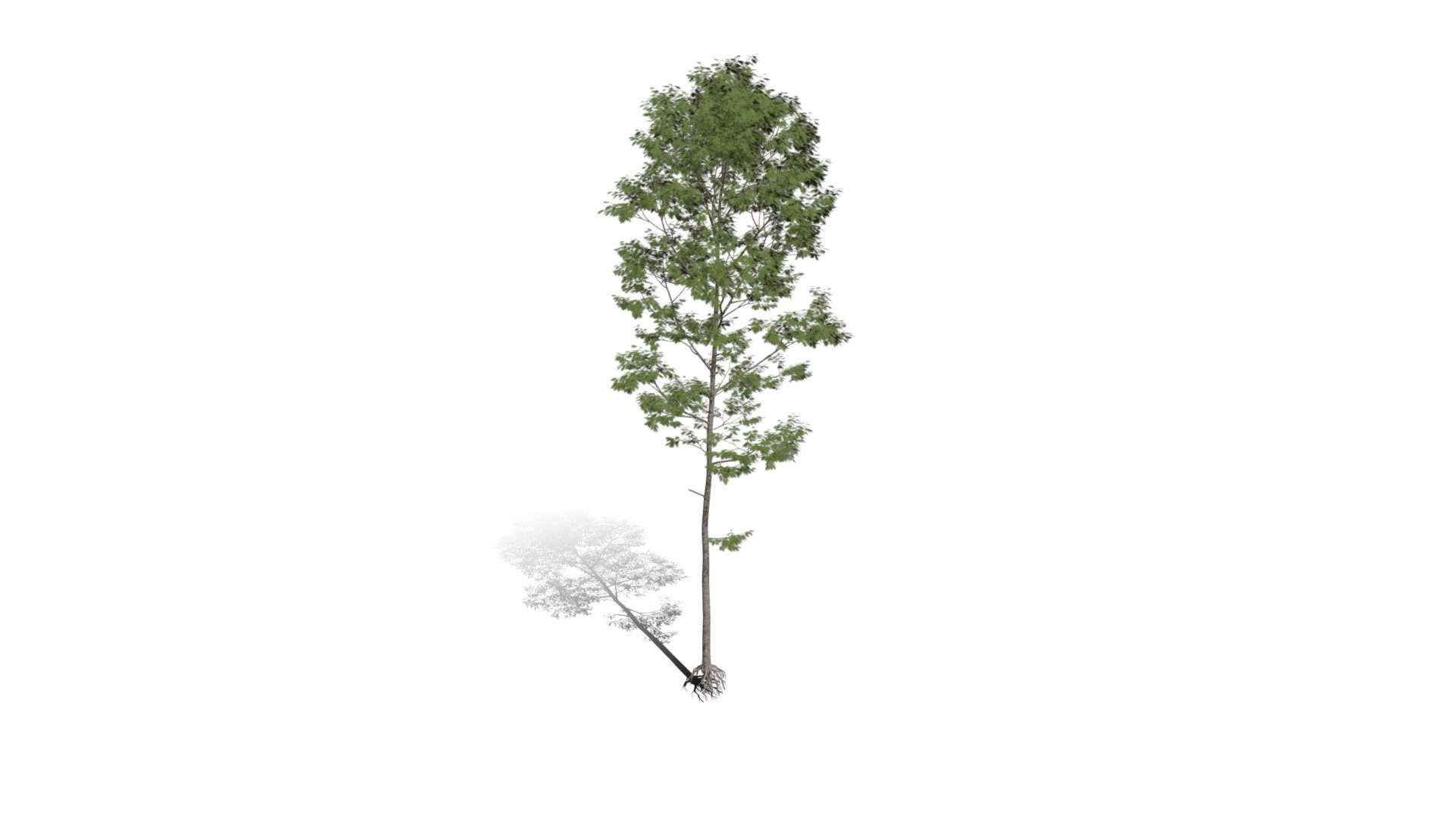 Realistic HD Northern red oak (77/138) 3d model