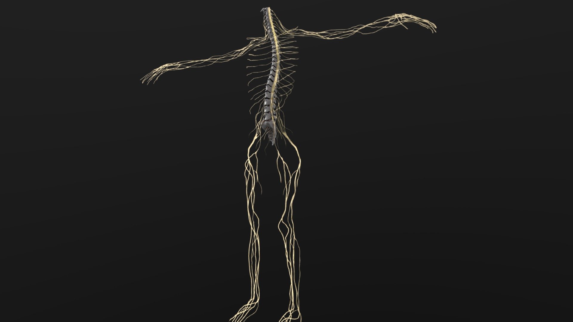 central nervous system 3d model