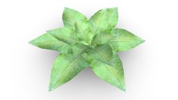 Leafy Plant (Game Ready / 2K PBR)