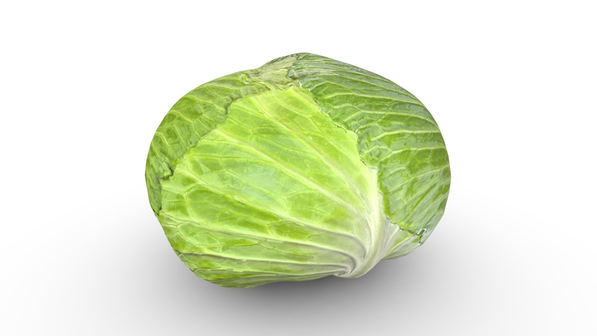 Cabbage 3d model