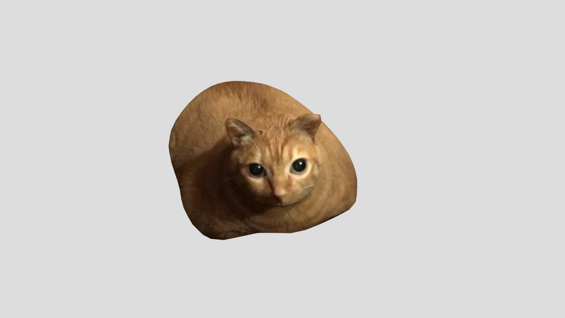 THE CHONKER (gwa gwa cat) 3d model