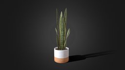 Sansevieria Snake Plant