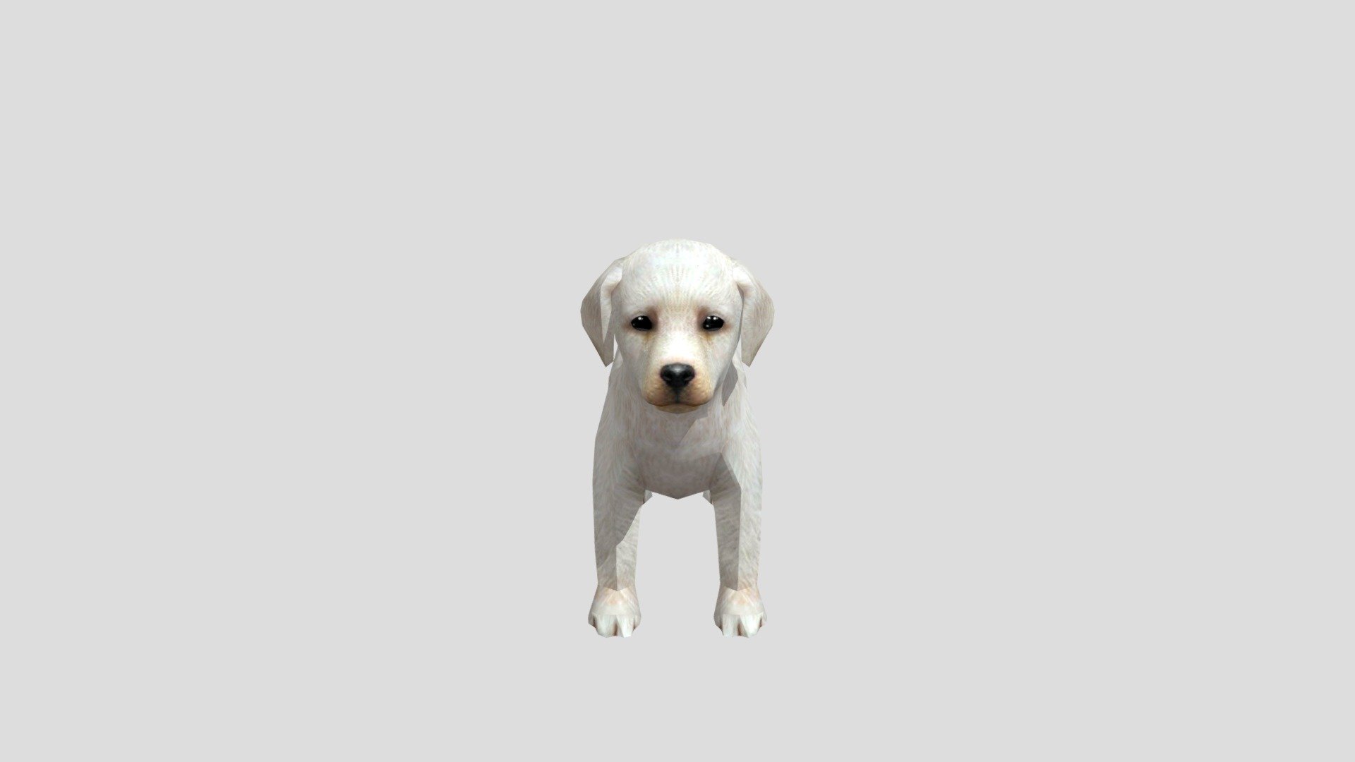 Labrador-retriever-puppy 3d model