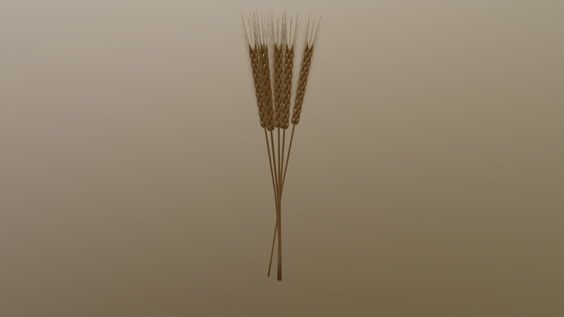 Wheat 3d model