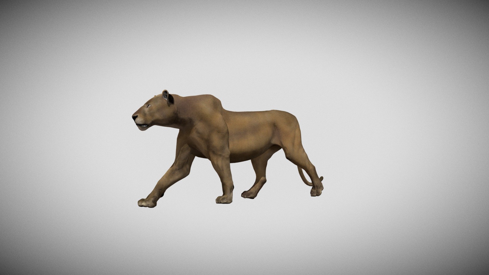 Lion walk cycle on place 3d model