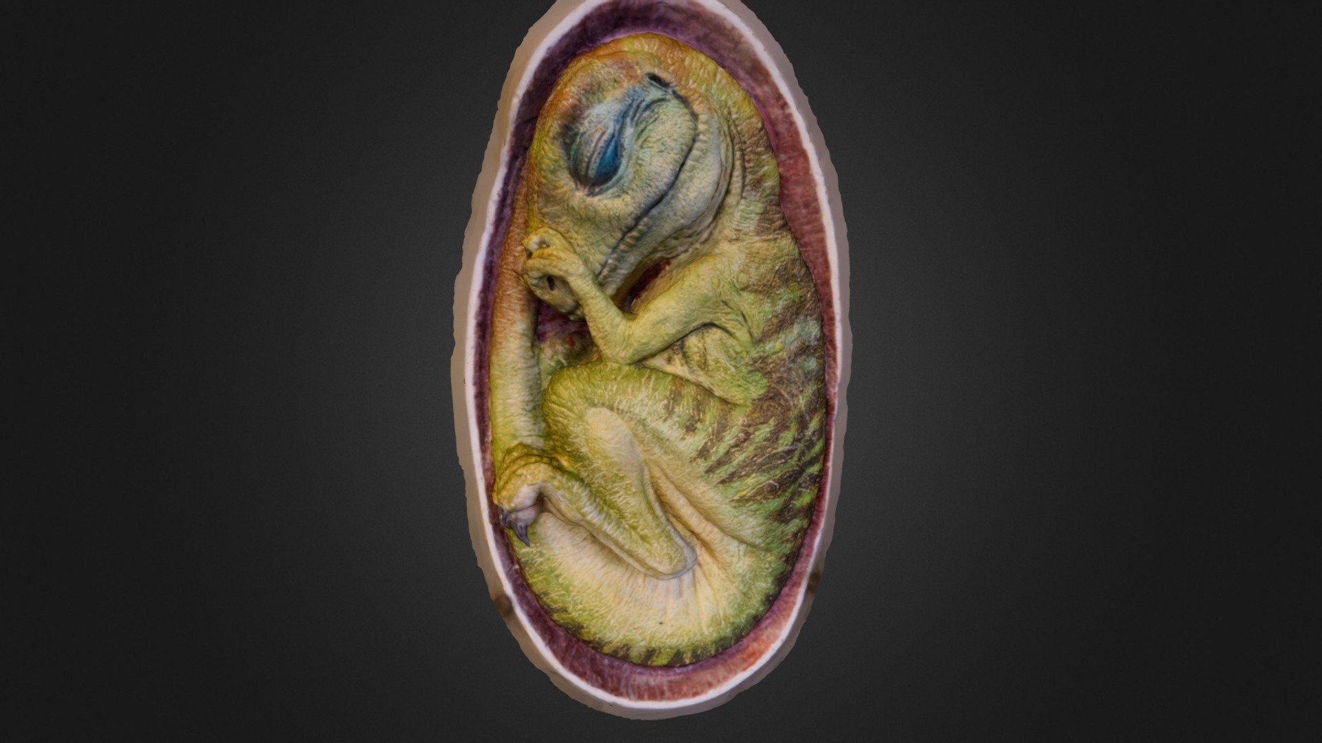 Dinosaur embryo in its egg 3d model