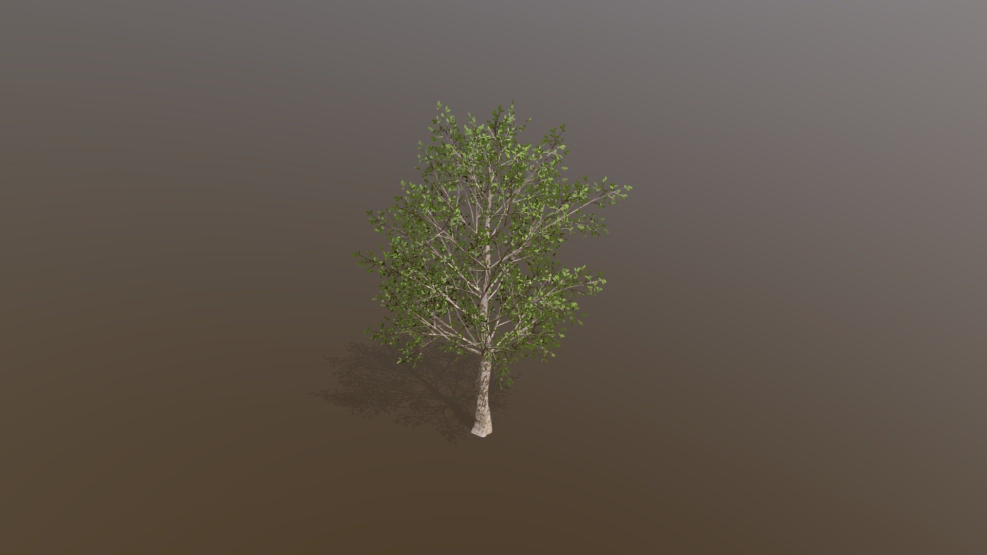 Beech tree 3d model