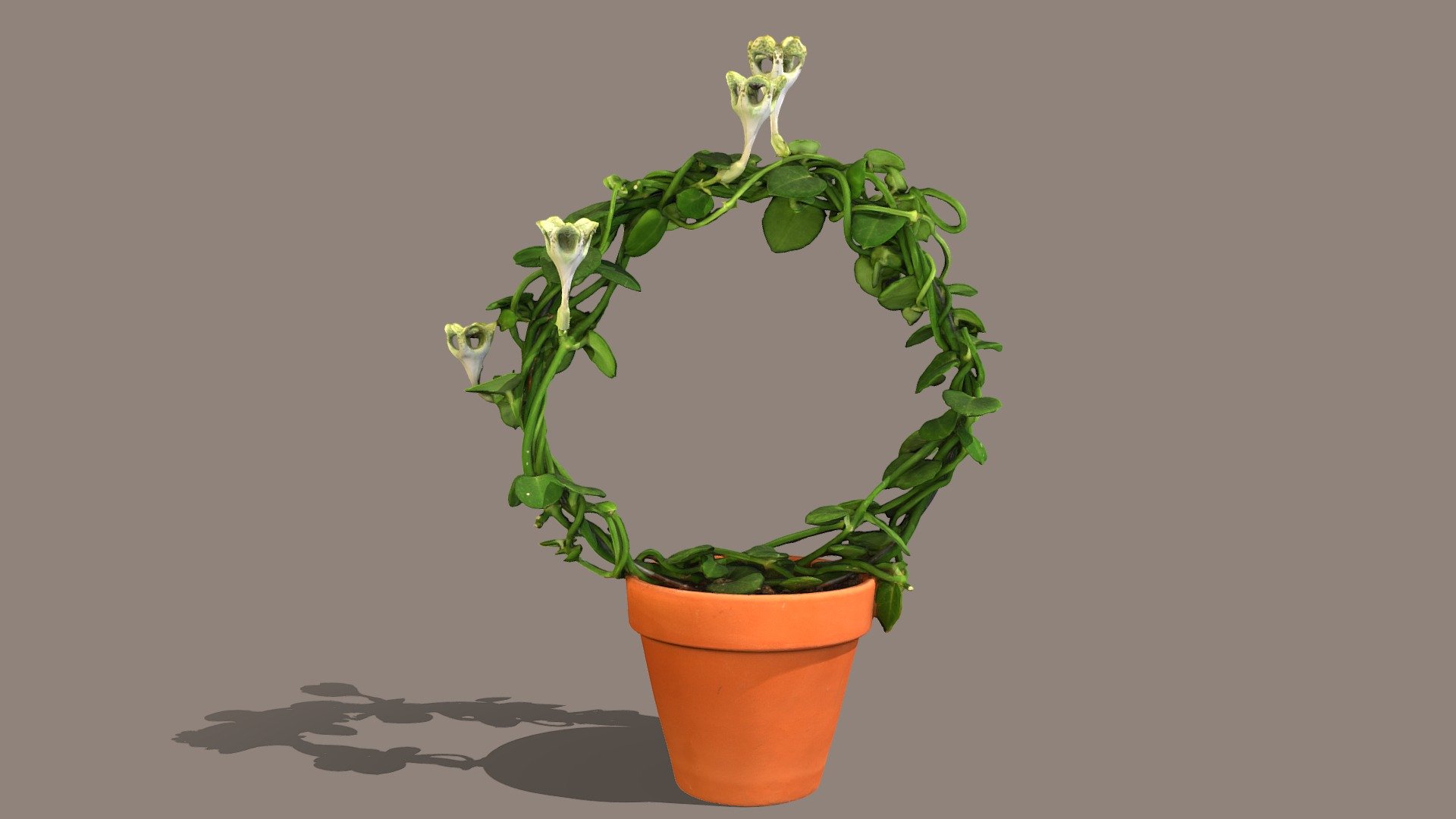 Parachute plant 3d model